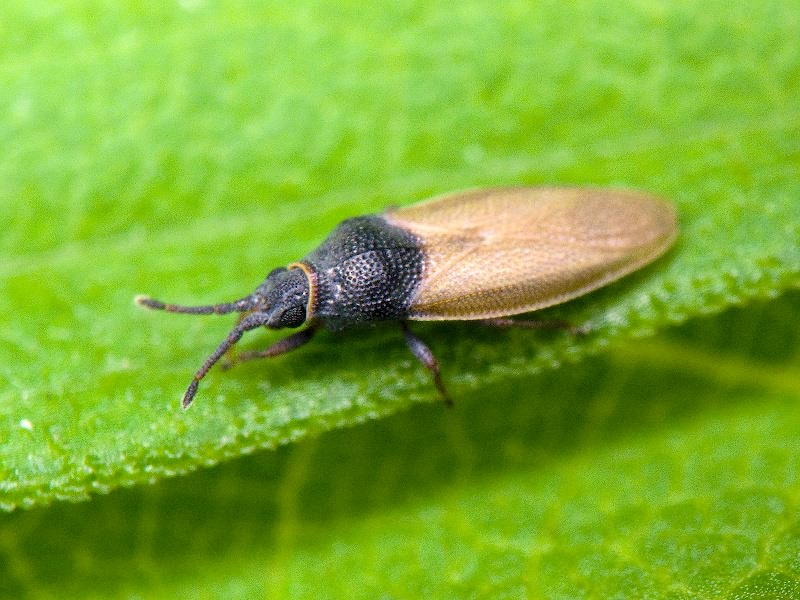 Agramma fallax (Horváth, 1906)